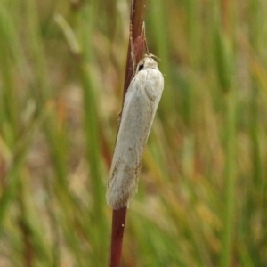 Philobota productella at Ngunnawal, ACT - 13 Nov 2017