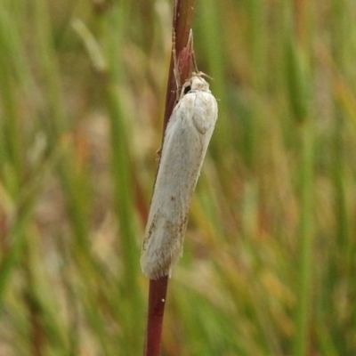 Philobota productella (Pasture Tunnel Moth) at Ngunnawal, ACT - 13 Nov 2017 by JohnBundock