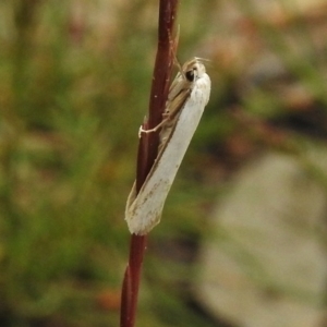 Philobota productella at Ngunnawal, ACT - 13 Nov 2017