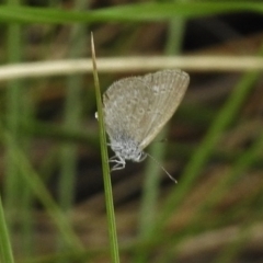 Zizina otis (Common Grass-Blue) at Ngunnawal, ACT - 13 Nov 2017 by JohnBundock