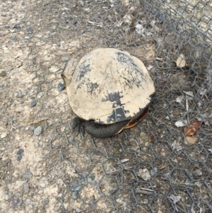 Chelodina longicollis at Gungahlin, ACT - 13 Nov 2017