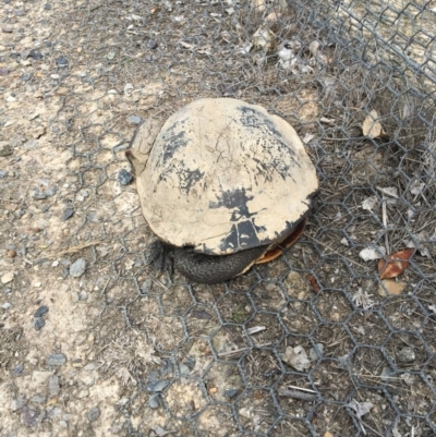 Chelodina longicollis (Eastern Long-necked Turtle) at Mulligans Flat - 13 Nov 2017 by JVWW