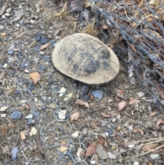 Chelodina longicollis (Eastern Long-necked Turtle) at Mulligans Flat - 13 Nov 2017 by JVWW