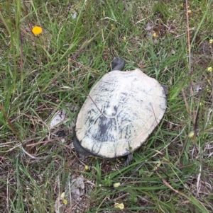 Chelodina longicollis at Gungahlin, ACT - 13 Nov 2017 03:07 PM