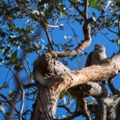 Accipiter fasciatus (Brown Goshawk) at Murrumbateman, NSW - 13 Nov 2017 by SallyandPeter