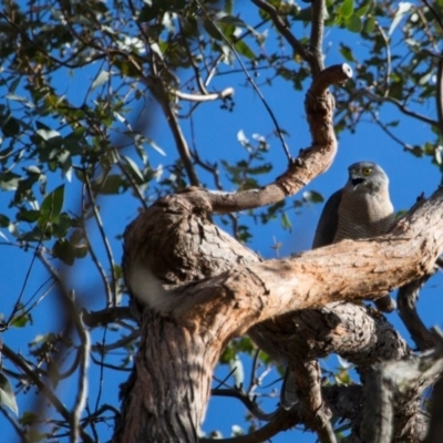Tachyspiza fasciata (Brown Goshawk) at Murrumbateman, NSW - 13 Nov 2017 by SallyandPeter