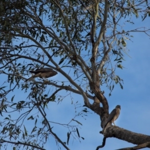 Accipiter fasciatus at Murrumbateman, NSW - 13 Nov 2017