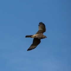 Accipiter fasciatus at Murrumbateman, NSW - 13 Nov 2017