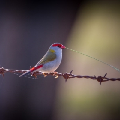 Neochmia temporalis (Red-browed Finch) at Murrumbateman, NSW - 11 Nov 2017 by SallyandPeter