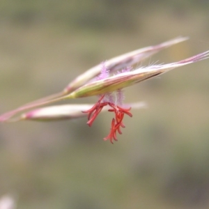 Rytidosperma pallidum at Kambah, ACT - 11 Nov 2017