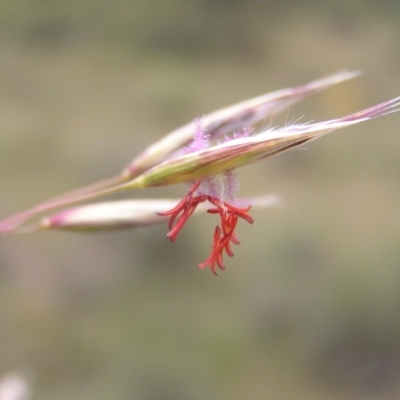 Rytidosperma pallidum (Red-anther Wallaby Grass) at Kambah, ACT - 11 Nov 2017 by MatthewFrawley