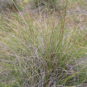 Rytidosperma pallidum at Kambah, ACT - 11 Nov 2017