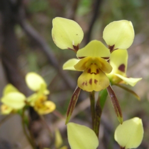 Diuris sulphurea at Kambah, ACT - 11 Nov 2017