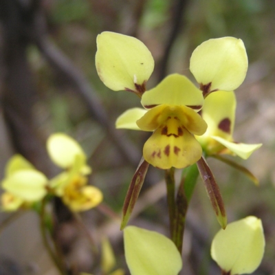 Diuris sulphurea (Tiger Orchid) at Kambah, ACT - 11 Nov 2017 by MatthewFrawley