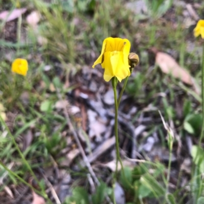 Goodenia pinnatifida (Scrambled Eggs) at Cook, ACT - 13 Nov 2017 by JasonC