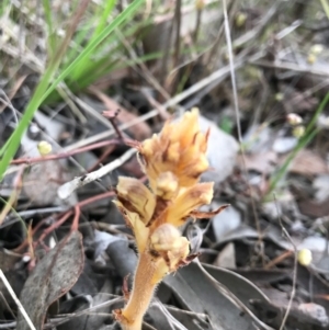 Orobanche minor at Cook, ACT - 13 Nov 2017