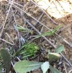 Isoetopsis graminifolia (Grass Cushion Daisy) at Queanbeyan Nature Reserve - 1 Nov 2017 by Floramaya