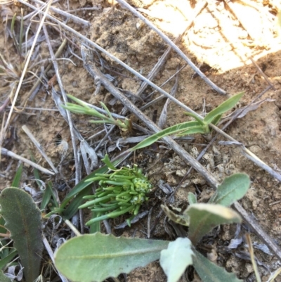 Isoetopsis graminifolia (Grass Cushion Daisy) at Queanbeyan Nature Reserve - 1 Nov 2017 by Floramaya