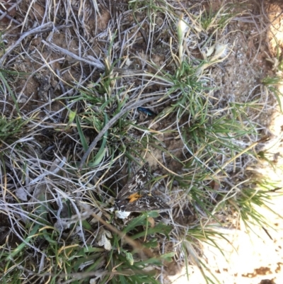 Synemon plana (Golden Sun Moth) at Queanbeyan Nature Reserve - 13 Nov 2017 by Floramaya