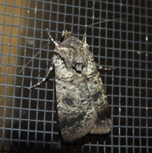 Agrotis porphyricollis at Conder, ACT - 29 Oct 2017 11:29 PM