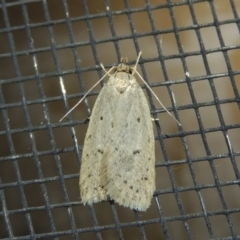 Eulechria undescribed species (A concealer moth) at Conder, ACT - 29 Oct 2017 by MichaelBedingfield