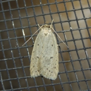 Eulechria undescribed species at Conder, ACT - 29 Oct 2017