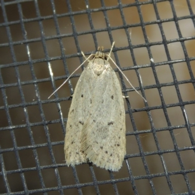 Eulechria undescribed species (A concealer moth) at Pollinator-friendly garden Conder - 29 Oct 2017 by michaelb