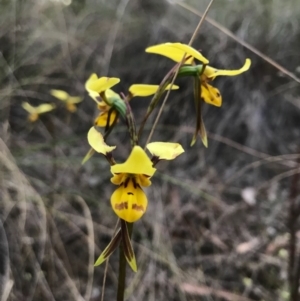 Diuris sulphurea at Cook, ACT - suppressed