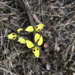 Diuris sulphurea at Cook, ACT - 13 Nov 2017