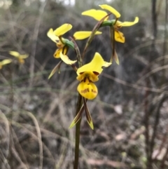 Diuris sulphurea at Cook, ACT - 13 Nov 2017