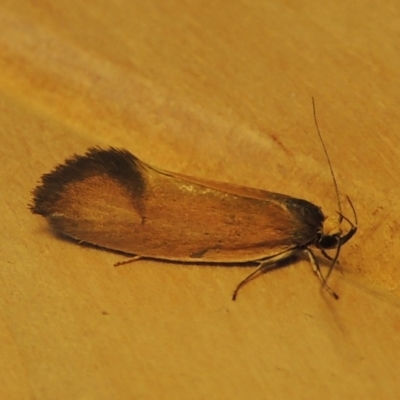 Delexocha ochrocausta (A concealer moth) at Conder, ACT - 26 Oct 2017 by michaelb