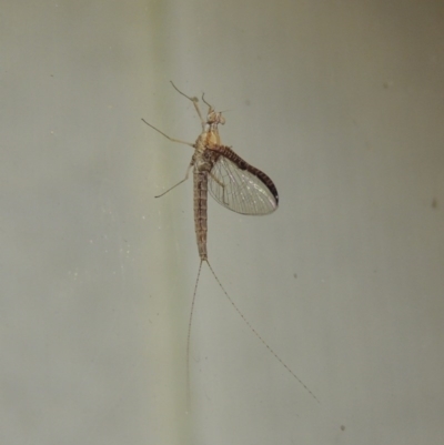 Ephemeroptera (order) (Unidentified Mayfly) at Conder, ACT - 29 Oct 2017 by michaelb