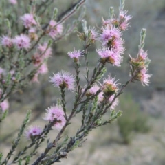 Kunzea parvifolia (Violet Kunzea) at Rob Roy Range - 4 Nov 2017 by michaelb