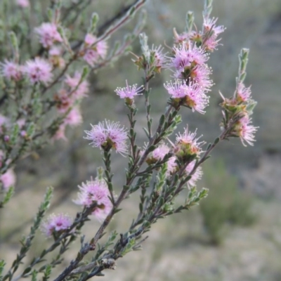 Kunzea parvifolia (Violet Kunzea) at Conder, ACT - 4 Nov 2017 by michaelb