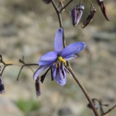 Dianella revoluta var. revoluta (Black-Anther Flax Lily) at Conder, ACT - 4 Nov 2017 by michaelb