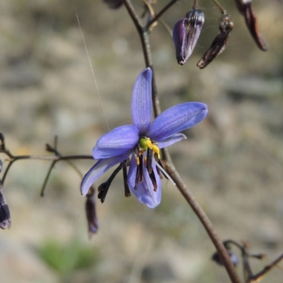 Dianella revoluta var. revoluta (Black-Anther Flax Lily) at Conder, ACT - 4 Nov 2017 by MichaelBedingfield