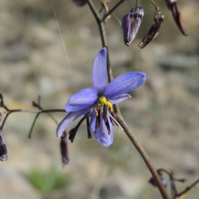 Dianella revoluta var. revoluta (Black-Anther Flax Lily) at Rob Roy Range - 4 Nov 2017 by michaelb