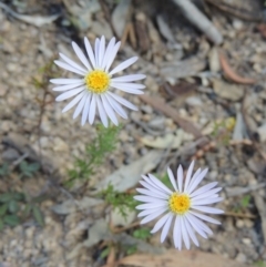 Brachyscome rigidula (Hairy Cut-leaf Daisy) at Rob Roy Range - 4 Nov 2017 by michaelb