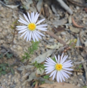 Brachyscome rigidula at Conder, ACT - 4 Nov 2017 06:05 PM