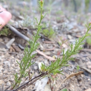 Brachyscome rigidula at Conder, ACT - 4 Nov 2017