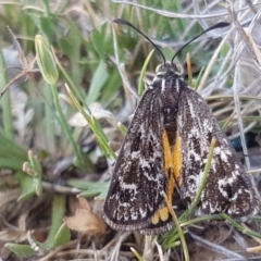 Synemon plana (Golden Sun Moth) at Hume, ACT - 13 Nov 2017 by lesleypeden