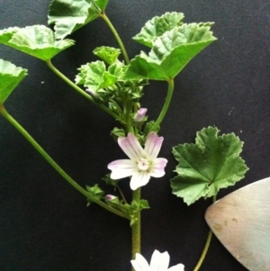 Malva neglecta at Hughes, ACT - 13 Nov 2017