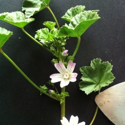 Malva neglecta (Dwarf Mallow) at Hughes Garran Woodland - 12 Nov 2017 by ruthkerruish