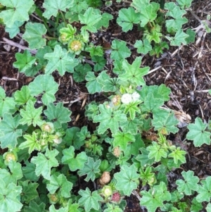 Malva neglecta at Hughes, ACT - 13 Nov 2017