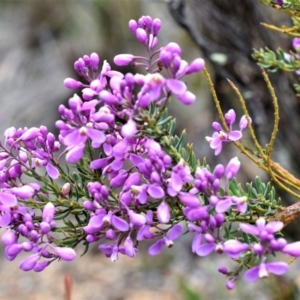 Comesperma ericinum at Wamboin, NSW - 13 Nov 2017