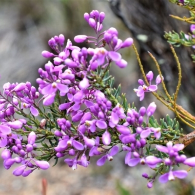 Comesperma ericinum (Heath Milkwort) at Wamboin, NSW - 13 Nov 2017 by Varanus