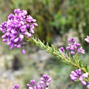 Comesperma ericinum at Wamboin, NSW - 13 Nov 2017