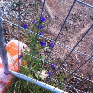 Echium plantagineum at Hughes, ACT - 13 Nov 2017 06:57 PM