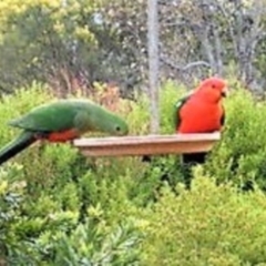 Alisterus scapularis (Australian King-Parrot) at Wamboin, NSW - 28 Aug 2012 by Varanus