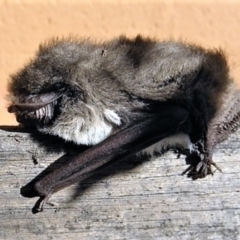 Nyctophilus geoffroyi (Lesser Long-eared Bat) at Wamboin, NSW - 10 Jun 2012 by Varanus